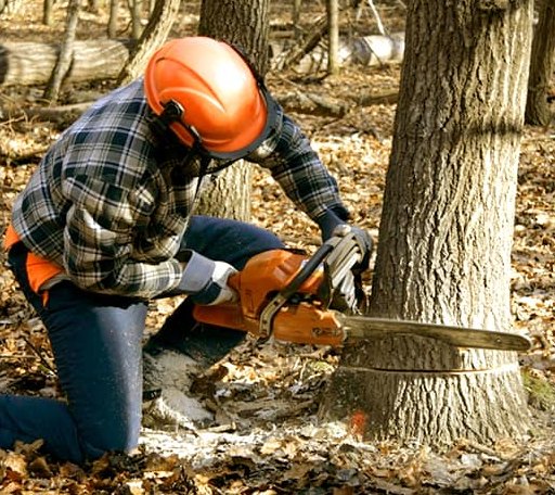 Tree Removal in Exeter, ME